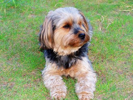 Yorkshire Terrier Hunde Foto 40964 Yorkshire Terrier Josi