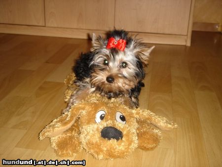 Yorkshire Terrier Hunde Foto 18860 in höherer Auflösung ansehen Yorkshire Terrier Unsere Lilly