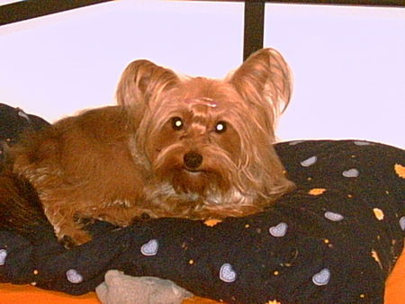 Yorkshire Terrier Hunde Foto 33755 in höherer Auflösung ansehen Yorkshire Terrier zina