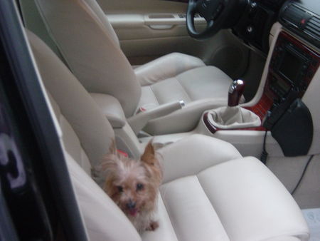 Yorkshire Terrier Hunde Foto 40438 Yorkshire Terrier Unsera MIMI testet die ledersitze im auto