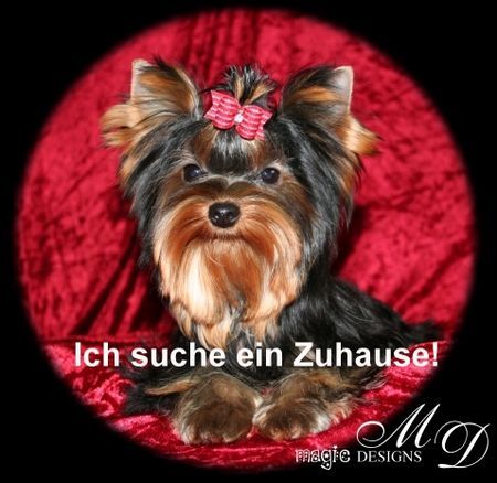 Yorkshire Terrier Hunde Foto 31002 in höherer Auflösung ansehen Yorkshire Terrier Die süße, kleine Mini-Me!