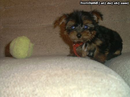 Yorkshire Terrier Hunde Foto 3044 Yorkshire Terrier