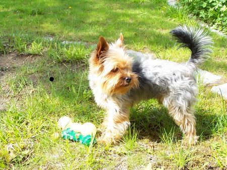 Yorkshire Terrier Hunde Foto 41909 in höherer Auflösung ansehen Yorkshire Terrier Nando schaut