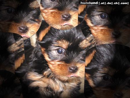 Yorkshire Terrier Hunde Foto 6099 Yorkshire Terrier nina