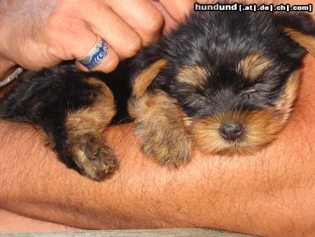 Yorkshire Terrier Hunde Foto 4899 Yorkshire Terrier unsere nina/9wochen