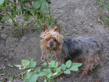 Yorkshire Terrier Hunde Foto 28745 in höherer Auflösung ansehen Yorkshire Terrier Stiene im Garten