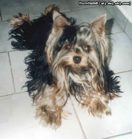 Yorkshire Terrier Hunde Foto 22015 in höherer Auflösung ansehen Yorkshire Terrier DONKO