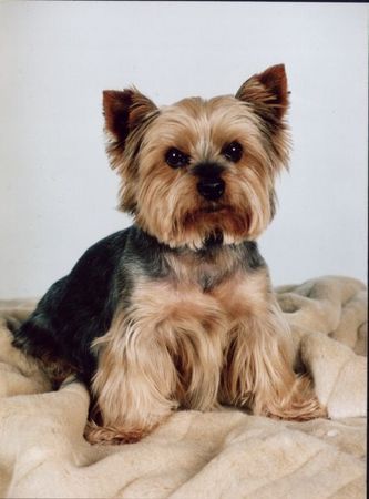 Yorkshire Terrier Hunde Foto 33041 in höherer Auflösung ansehen Yorkshire Terrier Benny 10 Jahre