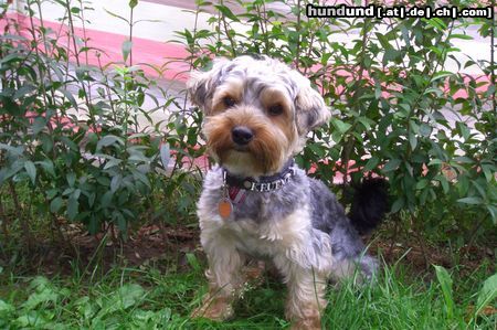 Yorkshire Terrier Hunde Foto 45273 Yorkshire Terrier krümel