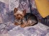Yorkshire Terrier Foto: Eve beim faulenzen (ID 23077) Yorkshire Terrier Hund