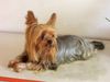 Yorkshire Terrier Foto: Acky - heute mal nachdenklich (ID 28118) Yorkshire Terrier Hund