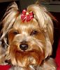 Yorkshire Terrier Foto: Dandy Schleife (ID 3457) Yorkshire Terrier Hund
