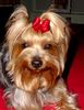 Yorkshire Terrier Foto: Dandy Schleife (ID 3459) Yorkshire Terrier Hund