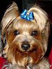 Yorkshire Terrier Foto: Dandy Schleife (ID 3458) Yorkshire Terrier Hund