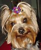 Yorkshire Terrier Foto: Dandy Schleife (ID 3456) Yorkshire Terrier Hund