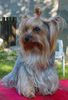 Yorkshire Terrier Foto: Dandy der Silver Sphinx 2002 (ID 2299) Yorkshire Terrier Hund