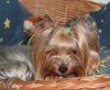 Yorkshire Terrier Foto: Dandy der Silver Sphinx (ID 2301) Yorkshire Terrier Hund
