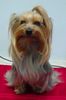 Yorkshire Terrier Foto: Dandy der Silver Sphinx 2003 (ID 2300) Yorkshire Terrier Hund