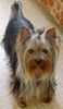 Yorkshire Terrier Foto: Provocation-Trixy (ID 3452) Yorkshire Terrier Hund