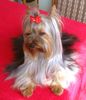 Yorkshire Terrier Foto: Provocation-Trixy (ID 3453) Yorkshire Terrier Hund