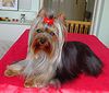 Yorkshire Terrier Foto: Provocation-Trixy (ID 3454) Yorkshire Terrier Hund