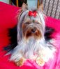 Yorkshire Terrier Foto: Provocation-Trixy (ID 3455) Yorkshire Terrier Hund
