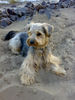 Yorkshire Terrier Foto: mal wieder was von Gismo 4 Jahre (ID 38399) Yorkshire Terrier Hund