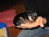 Yorkshire Terrier Foto: sammy mit 2 wochen (ID 21925) Yorkshire Terrier Hund