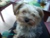 Yorkshire Terrier Hund