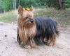 Yorkshire Terrier Foto: Bala Anitas - Maja (ID 40110) Yorkshire Terrier Hund