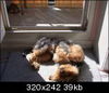 Yorkshire Terrier Foto: Der Sonnenanbeter (ID 36582) Yorkshire Terrier Hund