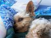 Yorkshire Terrier Foto: Soo eine süße Maus (ID 32144) Yorkshire Terrier Hund