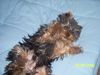 Yorkshire Terrier Foto: so geht es mir richtig gut (ID 33042) Yorkshire Terrier Hund