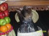 Yorkshire Terrier Foto: was ist da oben los (ID 33043) Yorkshire Terrier Hund