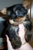 Yorkshire Terrier Foto: nuestra mascota yorki, el torbellino de la casa (ID 4010) Yorkshire Terrier Hund