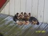 Yorkshire Terrier Foto: Benny und Benji (ID 40601) Yorkshire Terrier Hund