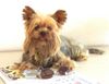 Yorkshire Terrier Foto: unser aufmerksamer Zuhörer (ID 28117) Yorkshire Terrier Hund