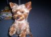 Yorkshire Terrier Foto: Ich bin Eve, eine ganz liebe Hundedame (ID 23078) Yorkshire Terrier Hund