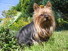 Yorkshire Terrier Foto: Bala Anitas - Maja (ID 40111) Yorkshire Terrier Hund