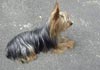 Yorkshire Terrier Foto: Niki (ID 343) Yorkshire Terrier Hund