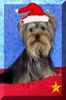 Yorkshire Terrier Foto: Ich bins, der Nikolaus (ID 1322) Yorkshire Terrier Hund