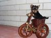 Yorkshire Terrier Foto: Mischa BIKER (ID 44319) Yorkshire Terrier Hund