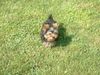 Yorkshire Terrier Foto: bin ich nicht hübsch? (ID 4882) Yorkshire Terrier Hund