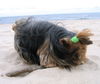 Yorkshire Terrier Foto: Bala Anitas - Maja (ID 40112) Yorkshire Terrier Hund