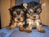 Yorkshire Terrier Foto: of sarahs magic dogs (ID 39571) Yorkshire Terrier Hund