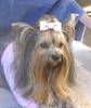 Yorkshire Terrier Foto: Hundi (ID 21934) Yorkshire Terrier Hund