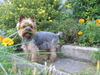 Yorkshire Terrier Foto: Tamaryszek Complement - Dastin (ID 40108) Yorkshire Terrier Hund