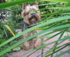Yorkshire Terrier Foto: Tamaryszek Complement - Dastin (ID 40107) Yorkshire Terrier Hund