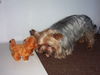Yorkshire Terrier Foto: man kann ja nie wissen (ID 30763) Yorkshire Terrier Hund