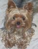 Yorkshire Terrier Foto: unser aufmerksamer Zuhörer (ID 28115) Yorkshire Terrier Hund